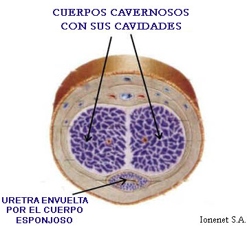 Anatoma de los cuerpos cavernosos y esponjosos vistos segn una seccin frontal