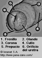 Los elementos de la cabeza del pene: glande, prepucio, corona, etc.