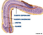 Anatomía lateral