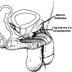 El ligamento sospensorio que desempea un papel en el alargamiento del pene