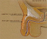 El ligamento suspensorio del pene